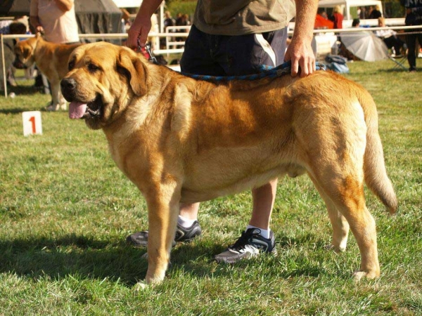 Churchill z Kraje sokolu: Exc.1, CAJC - Junior Class Males, International Show, Mlada Boleslav, 30.08.09
(Amigo Zeus Bis Mastibe x Feimi z Kraje sokolu)

Keywords: 2009 sokol