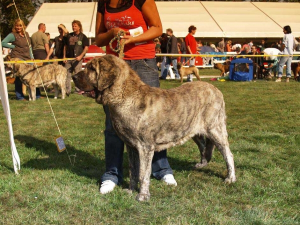 Holly Mastibe: Exc.1, Champion Class Females, International Show, Mlada Boleslav, 30.08.09
(Druso de la Alajabara x Connie Mastibe)
Keywords: 2009 mastibe