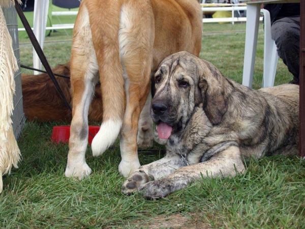 Jenny Mastibe: Exc.1, CAC, CACIB, BOB - Intermediate Class Females,  International Show, Mlada Boleslav, 30.08.09
(Basil Mastifland x Goya Mastibe)
Keywords: 2009 mastibe