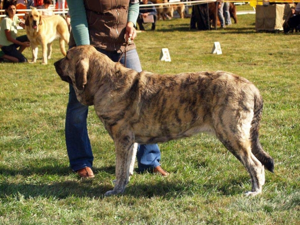 Jenny Mastibe: Exc.1, CAC, CACIB, BOB - Intermediate Class Females, International Show, Mlada Boleslav, 30.08.09
(Basil Mastifland x Goya Mastibe)
Keywords: 2009 mastibe