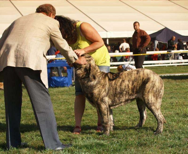 Marco Goner Mastibe: Very Promising 2 - Puppy Class Males, International Show, Mlada Boleslav, 30.08.09
(Neron de Laciana x Goya Mastibe)
Keywords: 2009 mastibe