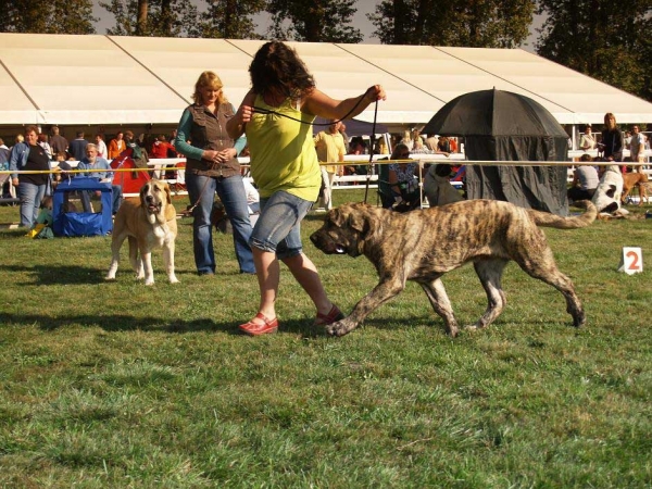 Marco Goner Mastibe: Very promising 1 - Baby Class Males, International Show, Mlada Boleslav, 30.08.09
(Neron de Laciana x Goya Mastibe)
Keywords: 2009 mastibe