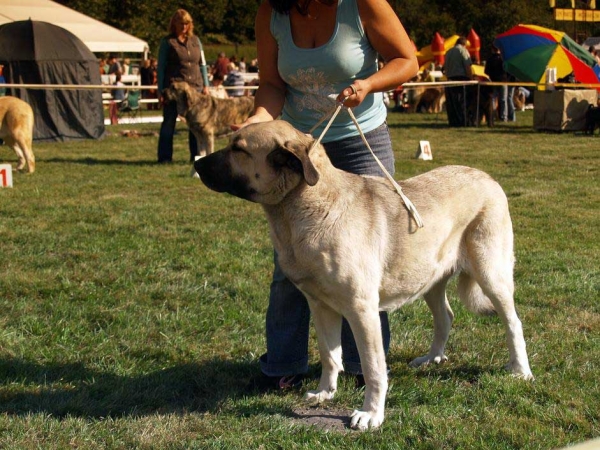 Playa Dorada Tornado Erben: Exc.3 - Intermediate Class Females, International Show, Mlada Boleslav, 30.08.09
(Ramonet x Florita Maja Tornado Erben)
Keywords: 2009 tornado