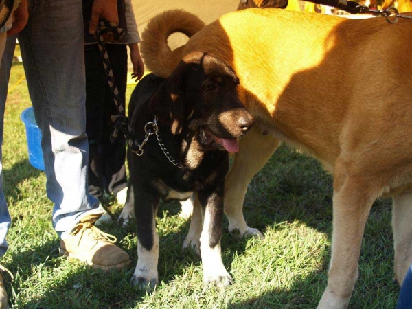 Pola de Torreanaz: Very Promising 1 - Baby Class Females, International Show, Mlada Boleslav, 30.08.09
(Toura de Fonteferra x Quilla de Valdejera)
 

Keywords: 2009