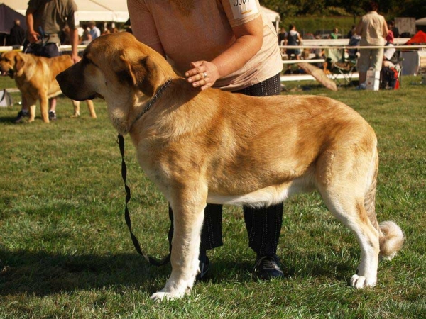 Saimon Jack Tornado Erben: Very Good 3 - Junior Class Males, International Show, Mlada Boleslav, 30.08.09
(Druso de la Aljabara x Lois Tornado Erben)

Keywords: 2009 tornado