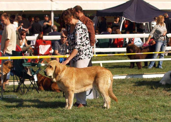 Sofia Sol Tornado Erben: Exc.1, CAJC, Best Junior - Junior Class Females, International Show, Mlada Boleslav, 30.08.09
(Druso de la Aljabara x Lois Tornado Erben)

Keywords: 2009 tornado