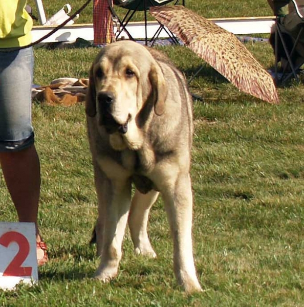 Rebelle Tornado Erben: Very Good 2 - Junior Class Females, International Show, Mlada Boleslav, 30.08.09
(Caruso x Linda Tornado Erben)

Keywords: 2009 tornado