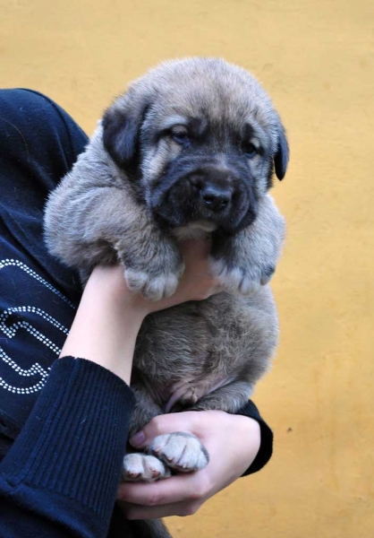 Male puppy 28 days - born june 2011
Tigre de Ablanera X Teverga de Ablanera

Keywords: puppyspain ablanera