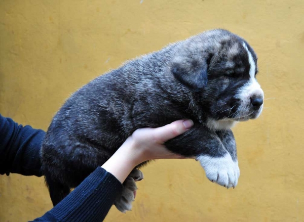 Male puppy 28 days - born june 2011
Tigre de Ablanera X Teverga de Ablanera

Keywords: puppyspain ablanera