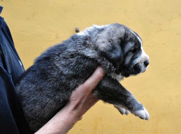 Male puppy 28 days - born june 2011
Tigre de Ablanera X Teverga de Ablanera

Keywords: puppyspain ablanera