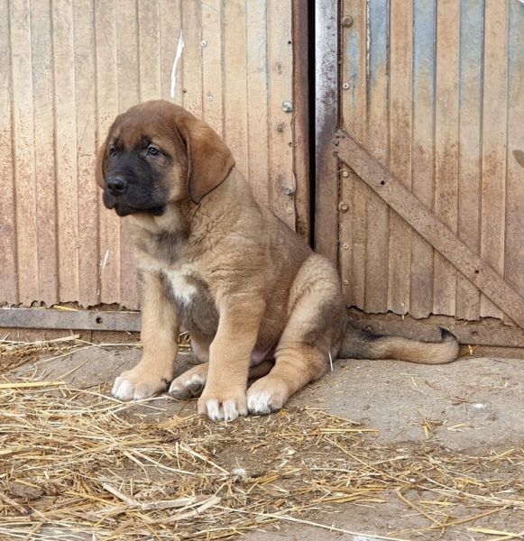 Cachorro macho de Abelgas
