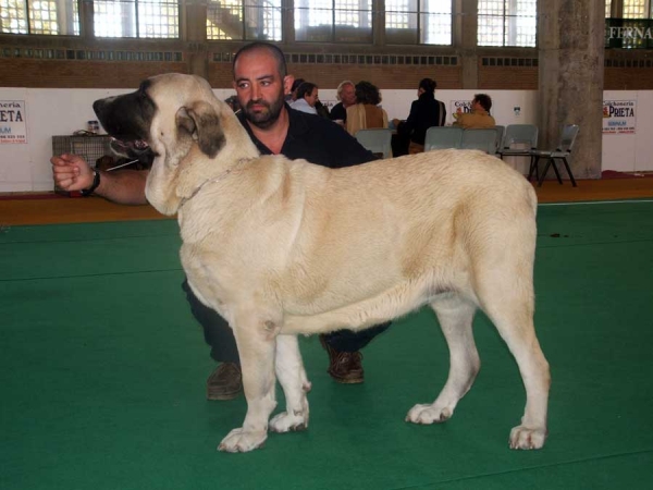 Malaga del Orzowei, EXC. 1ª, CAC, CACIB & Best Female, Open Class Females, Jerez de la Frontera, Cádiz 19-20.11.2006
(Elfo Dancá Cotufa X Guachi Dancá Cotufa) 
Owner: Carlos Salas Pardo.
Keywords: 2006 orzowei