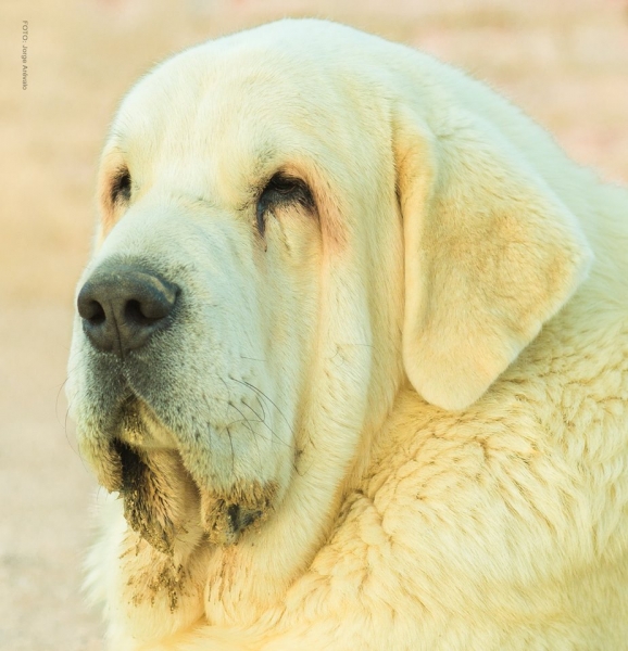 Male of Trashumancia 26 month old - Photo: Jorge Arévalo
Keywords: trashumancia head portrait cabeza