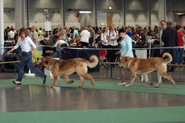 Neron de Filandón: Exc. 1 - Intermediate Class Males & Jorgito Tornado Erben: Exc. 1, Res.CACIB, Swedish CH - Open Class Males, World Dog Show, Stockholm, Sweden 03.07.08
Neron: (Dumbo de Reciecho x Troya de Buxionte) - Born: 16.07.2006
Jorgito: (Druso de la Aljabara x Cassandra Tornado Erben) - Born: 26.06.2006 

Photo: Renate Kaupmees  - © Copyright. 
