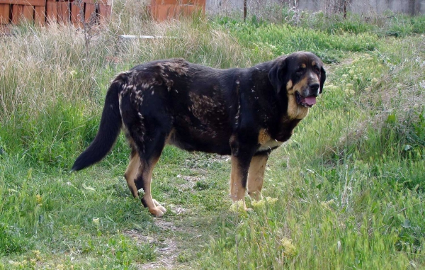 Celsa de Fuente Mimbre,
2½ años, su primer parto - madre de cachorros nacidos 21.06.09
Keywords: fuentemimbre