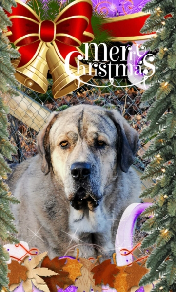 Merry Christmas 2020 from  from Margareta Hamrer Alf
