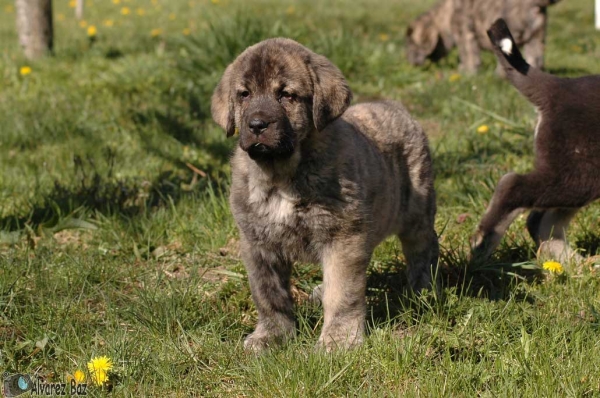 Marta de los Zumbos - born 01.02.2008
Cantero de los Zumbos x Tigrina de los Zumbos  
01.02.2008   

Keywords: puppyspain zumbos