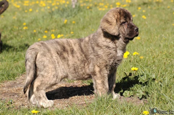 Marta de los Zumbos - born 01.02.2008
Cantero de los Zumbos x Tigrina de los Zumbos  
01.02.2008   

Keywords: puppyspain zumbos