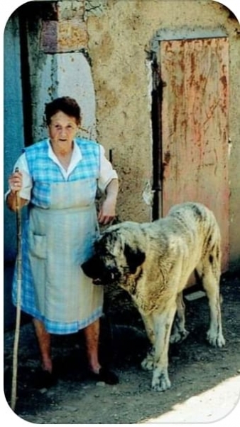 Mastín, mediados de los 90
Fotografía de Miguel Aguilar Postigo
Keywords: 1990