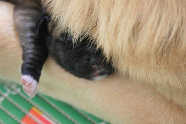 Sofie with her first puppy - 5 minutes old!
Keywords: cortedemadrid