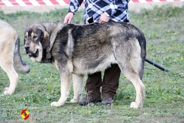 Maura de Montañas de León: 2º Young Class Males - Mansilla de las Mulas 09.11.2014
Keywords: 2014