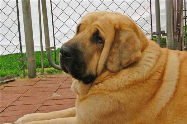 Pas de la Valleja (Miel) - May 2005
Born 1st of May 1999.
(Tetín x Miel de Ojondo)
 

Keywords: head portrait cabeza