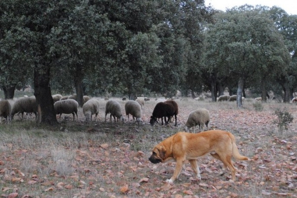 Mejicano
Fecha de nacimiento: 18/08/2006
El Mejicano desciende de perros ganaderos de la montaña leonesa
Keywords: caduernas flock