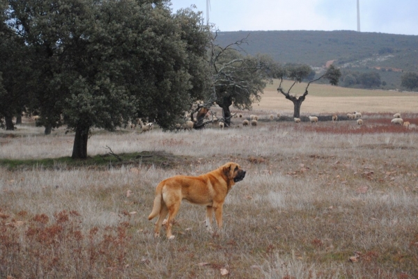 Mejicano
Fecha de nacimiento: 18/08/2006
El Mejicano desciende de perros ganaderos de la montaña leonesa
Keywords: caduernas flock