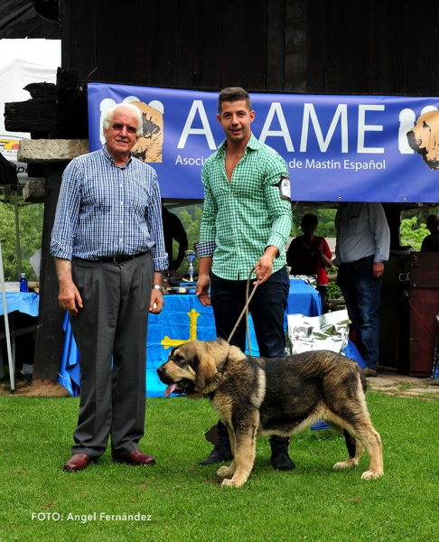 Ion de La Filtrosa: Best Puppy - Cangas de Onis, Asturias, Spain - 08.07.2017
Keywords: 2017 asame filtrosa