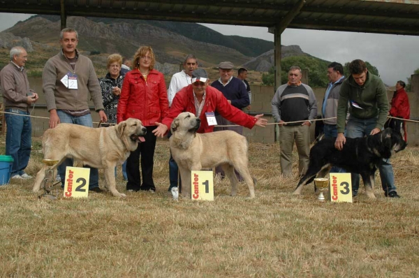 Best Puppy Class Males - Mejor Cachorro Macho: Autocan - San Emiliano, León, 19.08.2007
Keywords: 2007