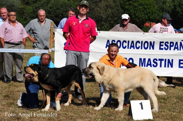 RING Best Puppy - Cervera de Pisuerga 13.08.2011
Rona de Vega del Rio Miera: MB 1 Puppy Class Females 
Pegaso de Bao la Madera: MB1 Puppy Class Males - Best Puppy
Keywords: 2011