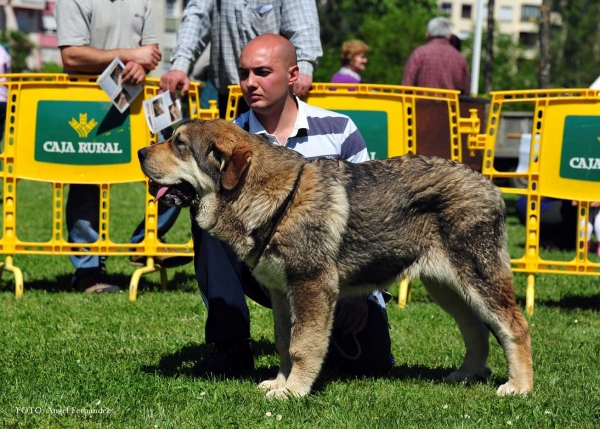 Argo de Filandón (Puppies Males): BEST PUPPY - Arriondas, Asturias, Spain 
Keywords: 2013 filandon