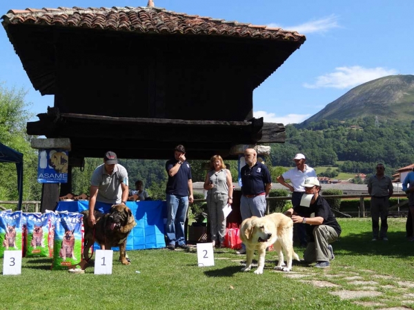 Best Puppy, Cangas de Onis, Asturias, Spain 05.07.2014
Keywords: 2014