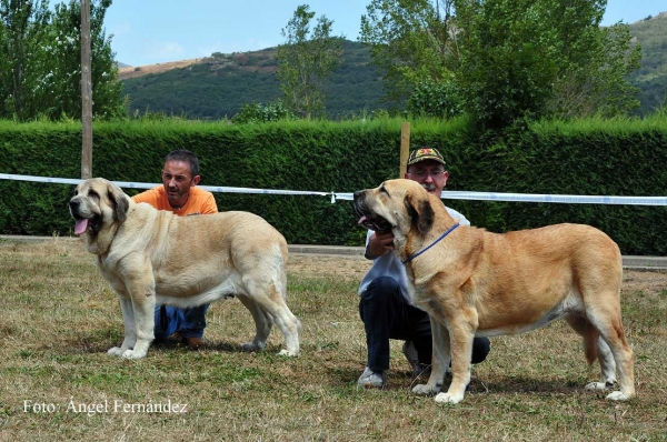 RING Best Female - Cervera de Pisuerga 13.08.2011
Haya de Bao la Madera: EXC1, Best Female, BIS (Open Class Females)
Bimba de Autocan (Intermediate Class Females)
Keywords: 2011