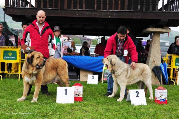 1. Mejor Hembra Brenda de Filandón (Abierta Hembras), 2. Ada de Hontanar (Intermedia Hembras) - Ring Mejor Hembras - Arriondas, Asturias 19.05.2012
Keywords: 2012