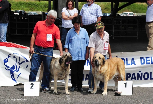 Ring Mejor Hembra / Best Female - Pola de Siero 14.07.2012
Keywords: 2012