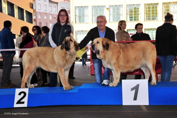 Mejor Hembra - Aviles 30.03.2013
Keywords: 2013