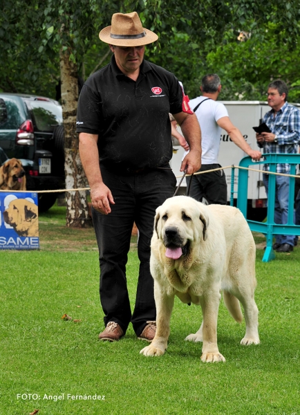 Gala de la Calella de Otur: Best Female - Cangas de Onis, Asturias, Spain - 08.07.2017 (ASAME)
Keywords: 2017 asame calellaotur