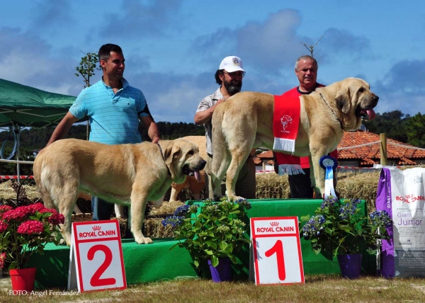 Best Young - Loredo, Cantabria, Spain 29.06.2013
2. Luna II del Valle Pisueña: Exc. 1º Young Females
1. Athos del Valle Pisueña: Exc. 1º, Young Males, BEST YOUNG
Keywords: 2013