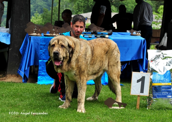 Barrabas de Valseco: Best Young - Cangas de Onis, Asturias, Spain - 08.07.2017 (ASAME)
Keywords: 2017 asame valseco