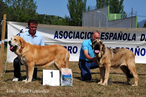 RING Best Young - Cervera de Pisuerga 13.08.2011
Asia do Chan do Cereixo: EXC 1, Young Females -  Best Young 
Hidalgo de Vega del Rio Miera: EXC 1, Young Males
Keywords: 2011