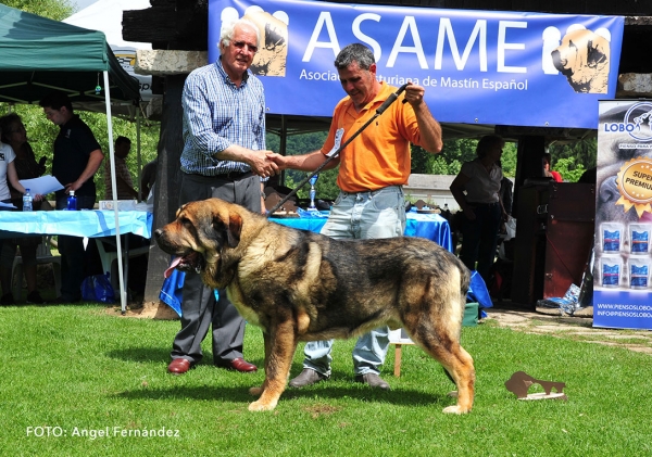 Vikingo de Vega del Porma: Best Male - Cangas de Onis, Asturias, Spain - 08.07.2017 (ASAME)
Keywords: 2017 asame vegadelporma