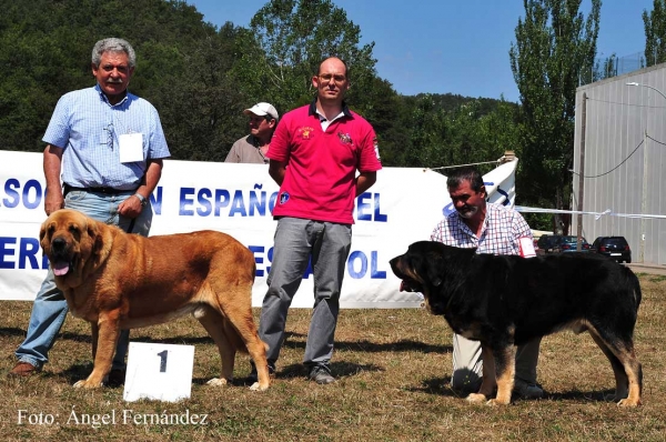 RING Best Male - Cervera de Pisuerga 13.08.2011
Balak de Tierra de Órbigo: EXC 1 (Open Class Males)
Perseo de Duelos y Quebrantos (Intermediate Class Males)
Keywords: 2011