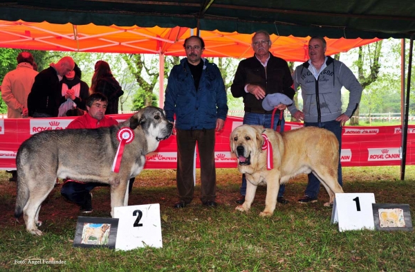 Ring Best Male: 2. Bob de Loredo (Intermediate Class Males), 1. Nabuco de Montes del Pardo (Open Class Males) - Castañada, Cantabria - 28.04.2012 
Keywords: 2012