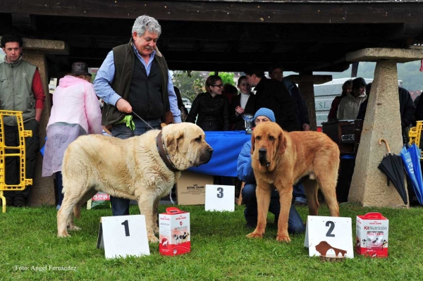 1. Cueto de Tierra de Órbigo (Abierta Machos), 2. Bronce do Chan do Cereixo (Intermedia Machos) - Ring Mejor Macho - Arriondas, Asturias 19.05.2012
Keywords: 2012