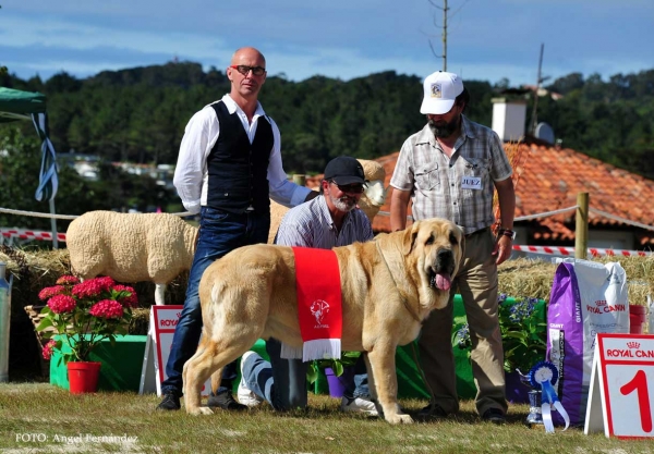 Best Male - Loredo, Cantabria, Spain 29.06.2013
Yamanko de Fonteferra: Exc.1º Open Class Males, BEST MALE, BIS
Keywords: 2013