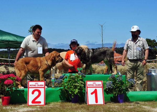 Best Young Puppy - Loredo, Cantabria, Spain 29.06.2013 
2. Fulton de la Calella de Otur VG 1º, Young Puppies Males
1. Jimena de Vega de Río Miera: VG 1º, Young Puppies Females, BEST YOUNG PUPPY
Keywords: 2013