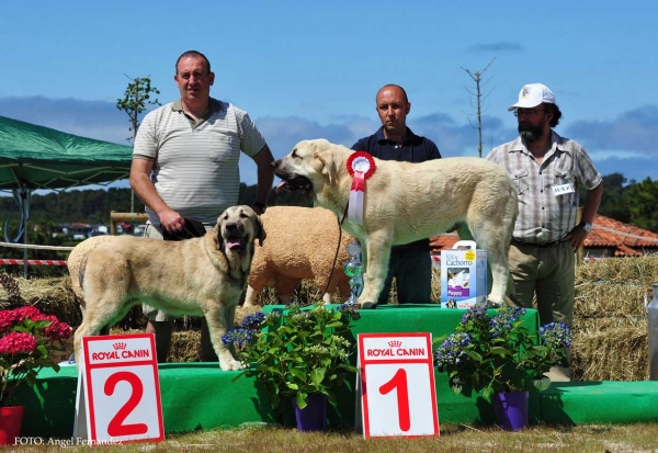 Best Puppy - Loredo, Cantabria, Spain 29.06.2013
2. Toga de Fuente Mimbre: - VG 1º Puppy Class Females.
1. Dante Stick de Lunava: - VG 1º Puppy Class Males, BEST PUPPY
Keywords: 2013