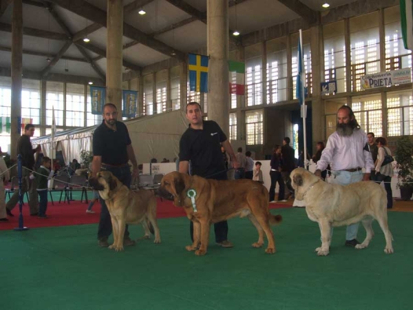 Best of Breed, 3ª Oliva Dancá Cotufa, 1º Jaen del Orzowei, 2ª Malaga del Orzowei - Jerez de la Frontera, Cádiz 19-20.11.2006
Oliva: (Monte del Coto de Vera X Bellota Dancá Cotufa) - Owner: Manuel Romero & Ana González 
Jaen: (Elfo Dancá Cotufa X Guachi Dancá Cotufa) - Owner: Manuel J. González Butron
Malaga: (Elfo Dancá Cotufa X Guachi Dancá Cotufa) - Owner: Carlos Salas Pardo


Keywords: 2006