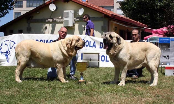 CH. Coral de Hazas de Cesto: EXC 1, Best Female, BIS & Bardo de La Salombra: EXC 1, Best Male - Xinzo de Limia 11.07.2009 
Coral: (Ch. Mayoral de Hazas de Cesto x Ch. Milena de Hazas de Cesto) - Born: 06.01.2005 
Bardo: (Ch Sanson x Telma de Campollano) - Born: 08.11.2006 

Photo: Juan Garrido © Copyright
Keywords: 2009